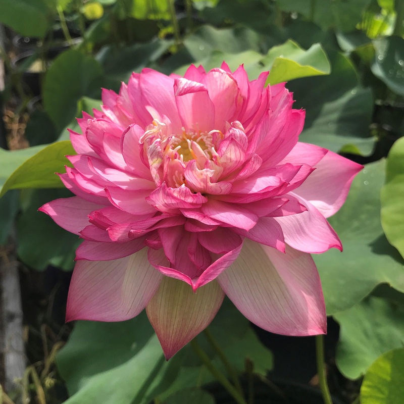 Libby's Light - Constant Blooms Lotus (Bare Root)