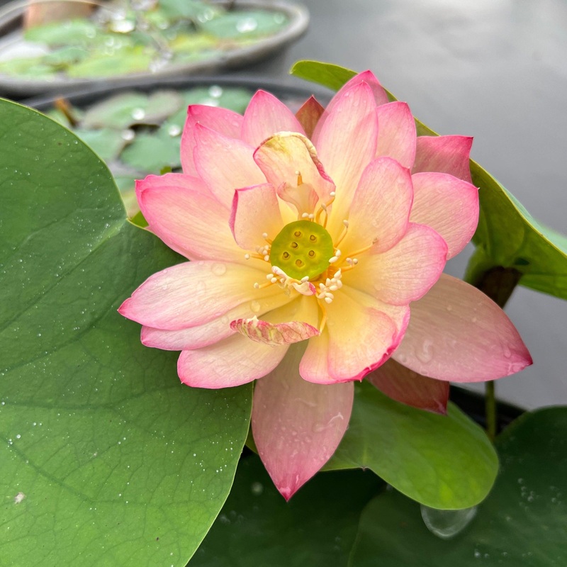 Like Qinhuai Rouge Lotus (Bare Root)