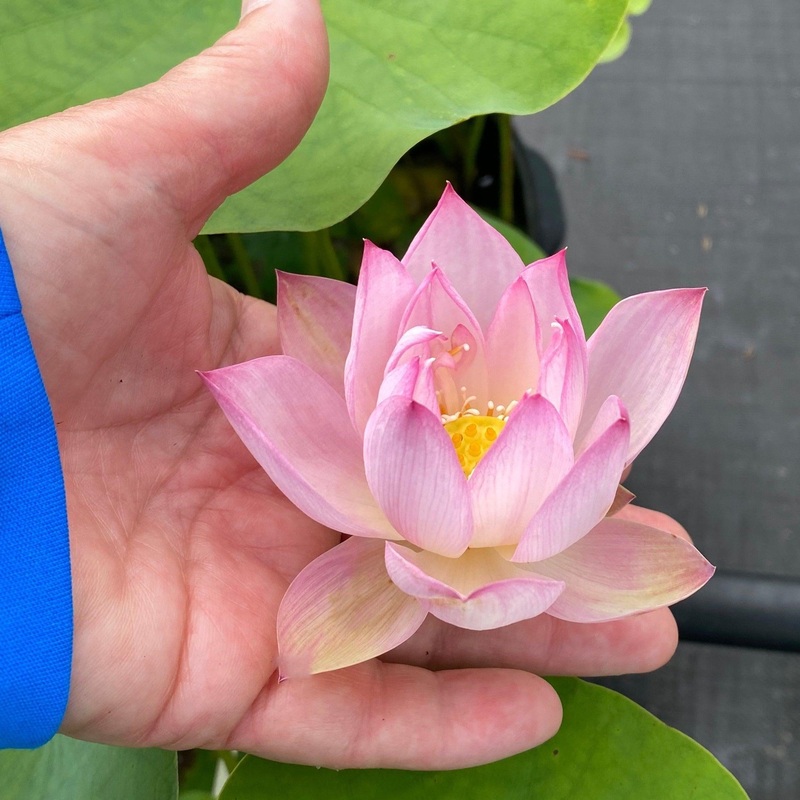 Little Cutie Pie Lotus (Bare Root)