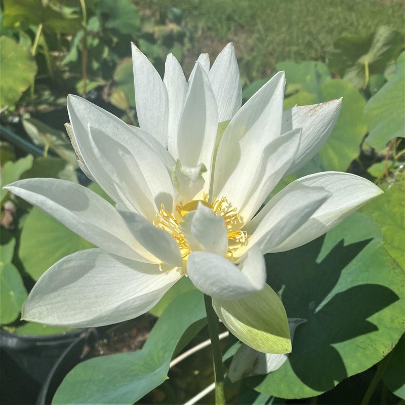 Little White Dot Mini Lotus (Bare Root)