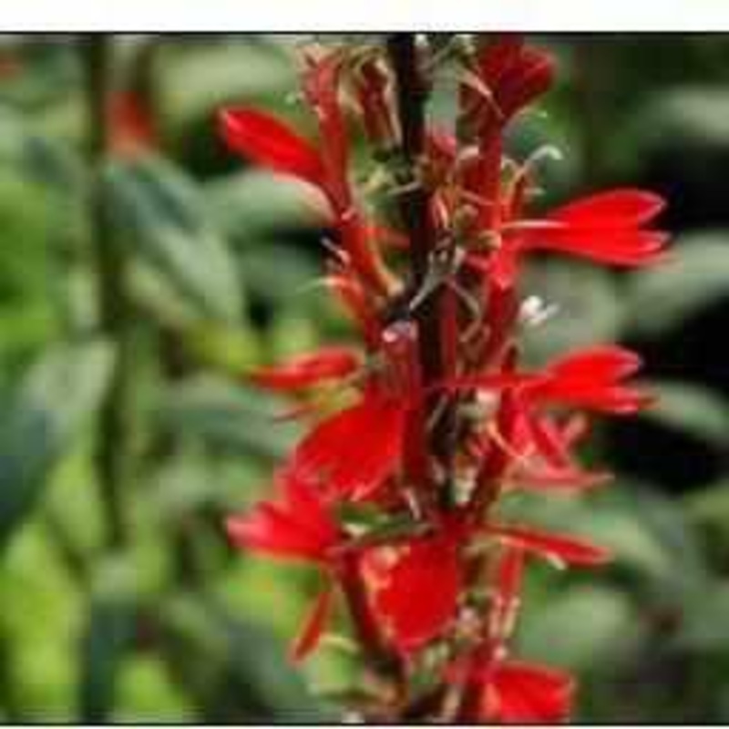 Lobelia Cardinalis - Red Cardinal Flower (Bare Root)