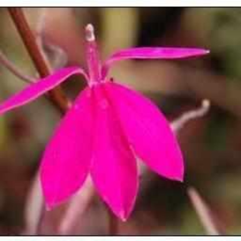 Lobelia 'Pacific Beauty' (Bare Root)