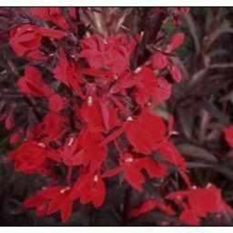 Lobelia Queen Victoria (Bare Root)