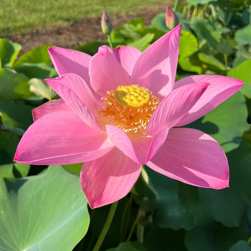Maggie Belle Slocum by Perry D. Slocum Lotus (Bare Root)