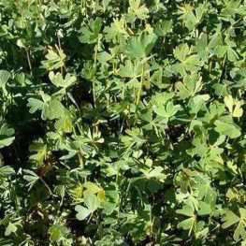 Marsilea schelpeana - Cut Leaf Clover (Bare Root)