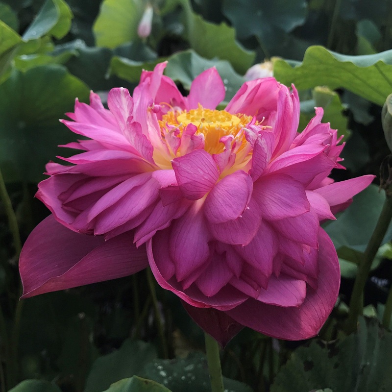 Melinee's Song - Fuchsia Fun Lotus (Bare Root)