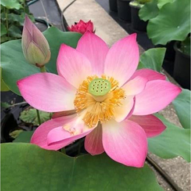Mi Amigo - My Friend Lotus (Bare Root)