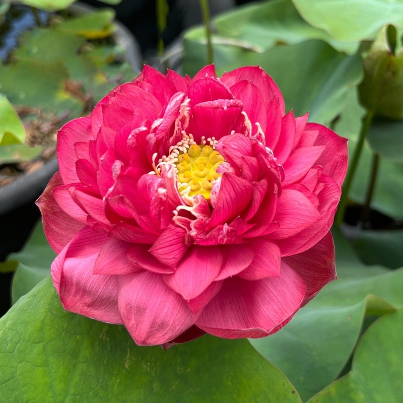 Midnight Lotus (Bare Root)