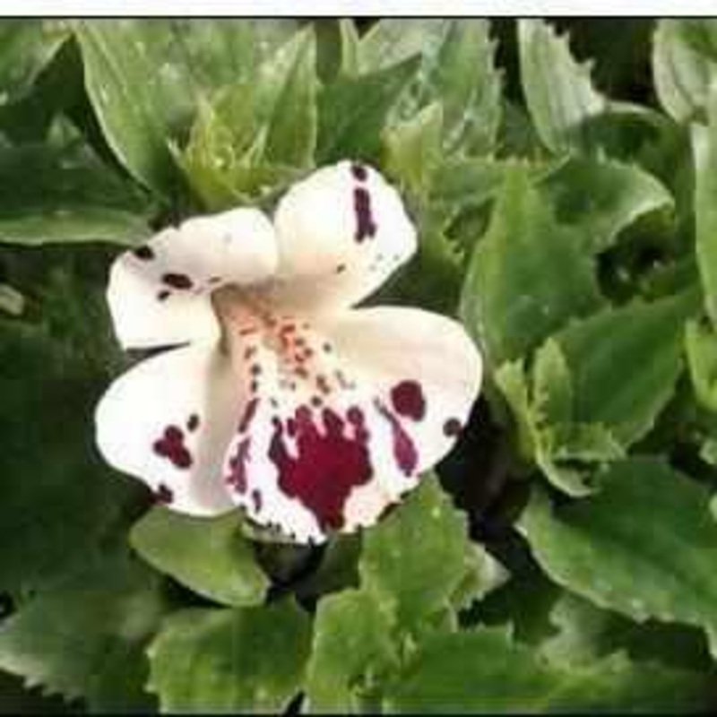 Mimulus 'Magic' - White Monkey Flower With Red Spots (Bare Root)