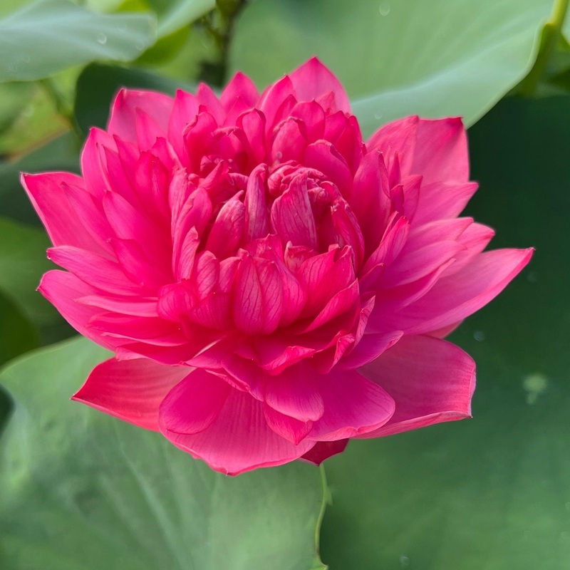 Mini Blood - Teeny Tiny Lotus (Bare Root)