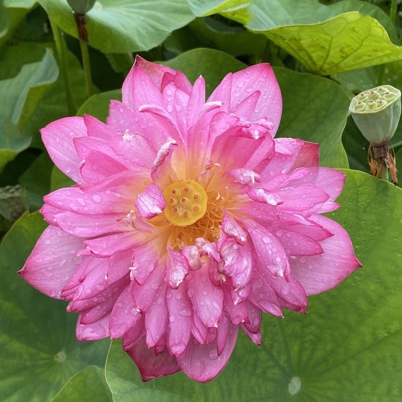 Momo Botan Minima Lotus (Bare Root)