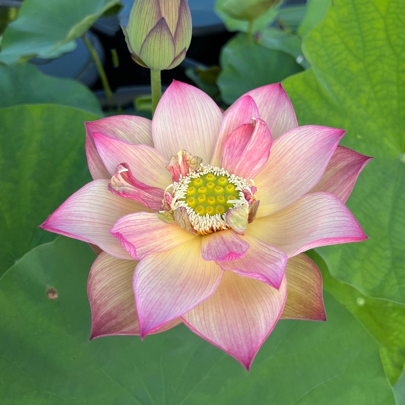 Monet Painting Lotus (Bare Root)