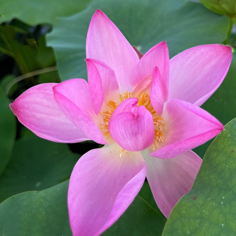 Morning Glow in Jinling Lotus (Bare Root)