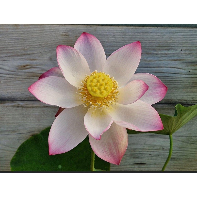 Mrs. Ramsay Rules the Roost Lotus (Bare Root)