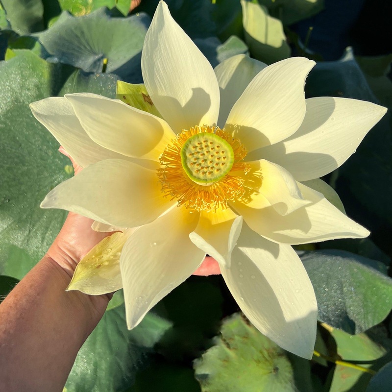Nanjing Noble - Huge Flowered Lotus (Bare Root)