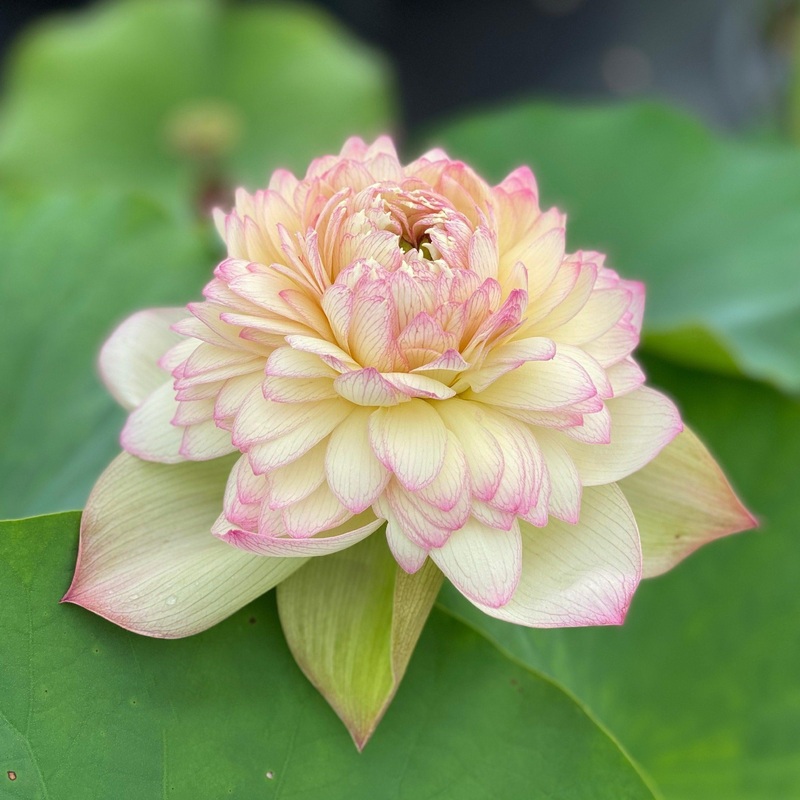 Nanzhou Buddha's Light - Prolific bloomer Lotus (Bare Root)