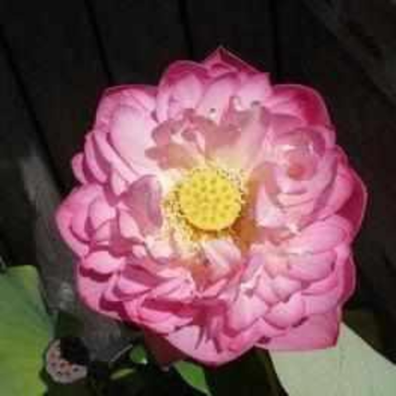 Nelumbo Nucifera 'Chinese Double Rose' Lotus (Bare Root)