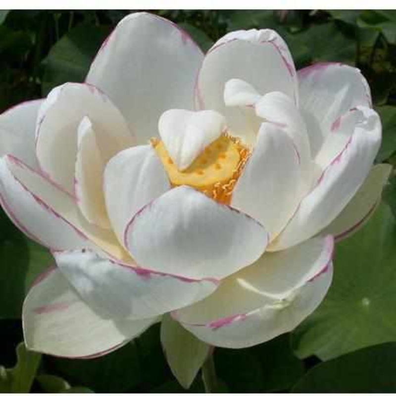 Nelumbo Nucifera 'Empress' Lotus (Bare Root)