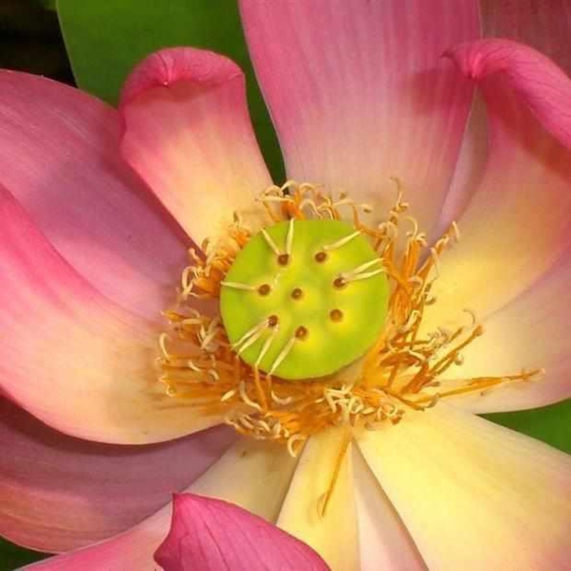 Nelumbo Nucifera 'Little Red Missing' Lotus (Bare Root)