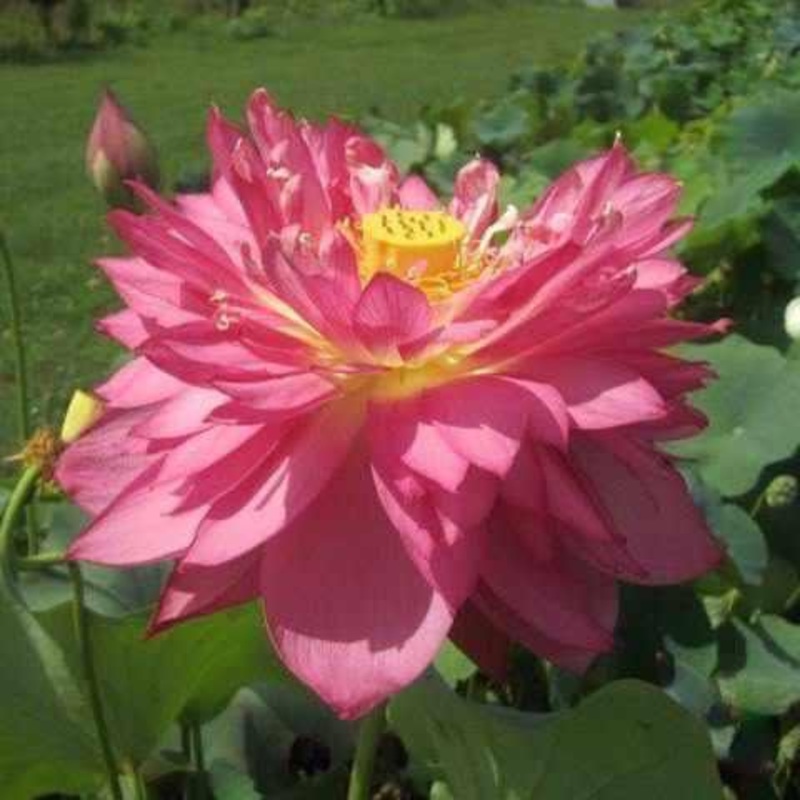 Nelumbo Nucifera 'Long Petal Peach-Red' Lotus (Bare Root)
