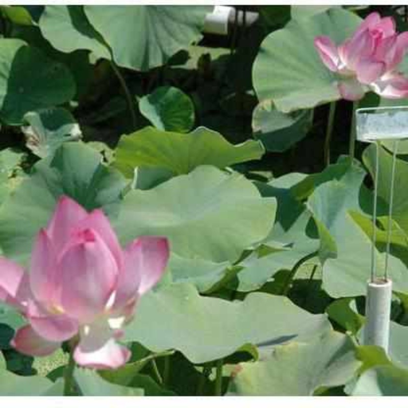 Nelumbo Nucifera 'Rosy Clouds' Lotus (Bare Root)