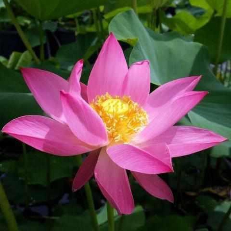 Nelumbo Nucifera 'Russian Red' Lotus (Bare Root)