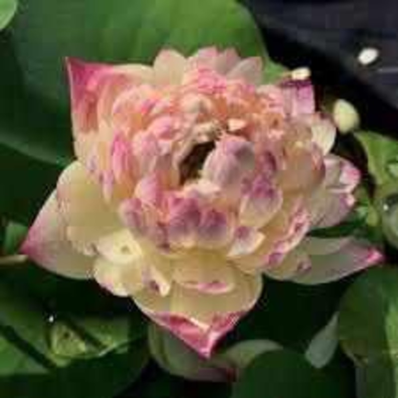 Nelumbo Nucifera 'Yiliang Thousand Petals' Lotus (Bare Root)