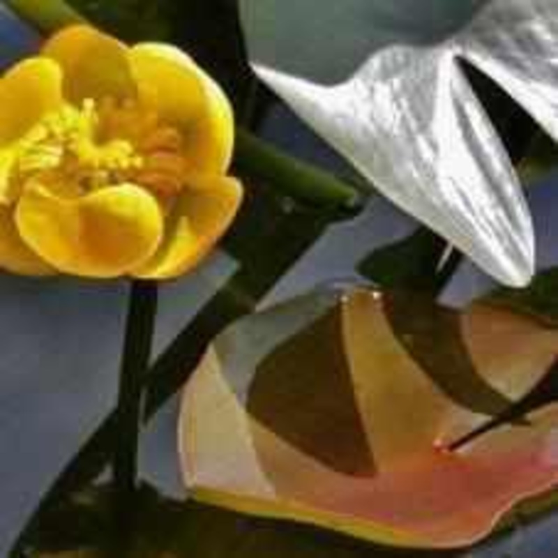 Nuphar Japonica Japanese Lily - Yellow/Orange - Lily-Like (Bare Root)