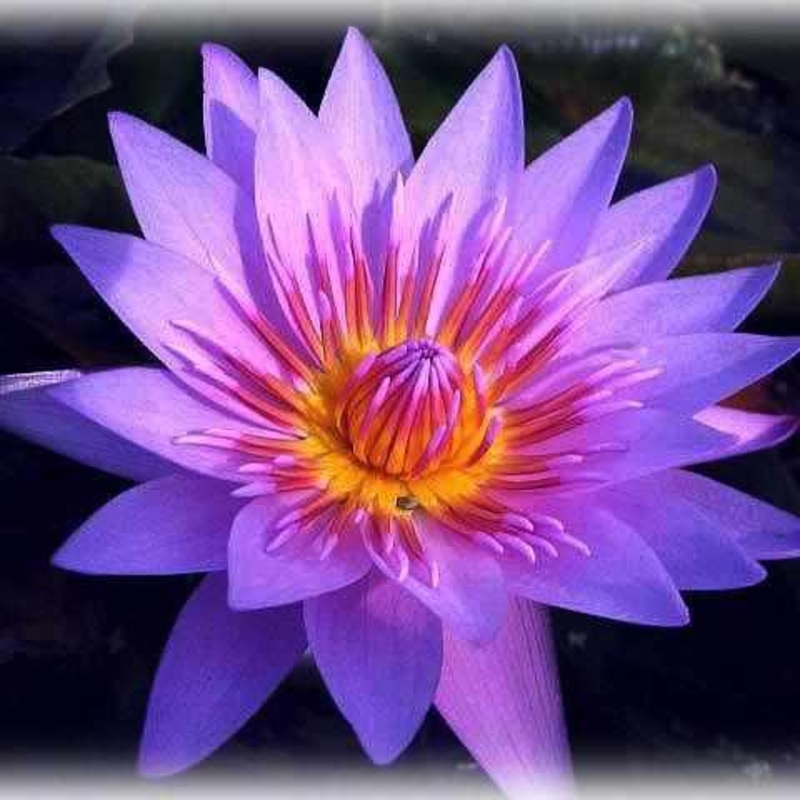 Nymphaea 'Bagdad' Tropical Day Blooming Lily (Bare Root)