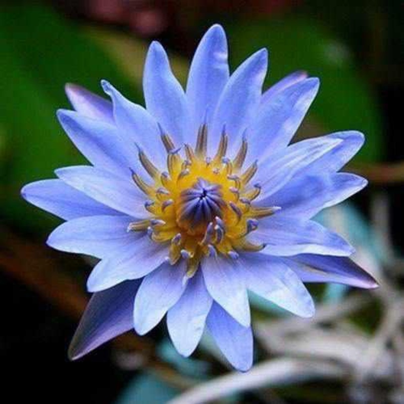 Nymphaea 'Blue August Koch' - Day Blooming Waterlily (Bare Root)