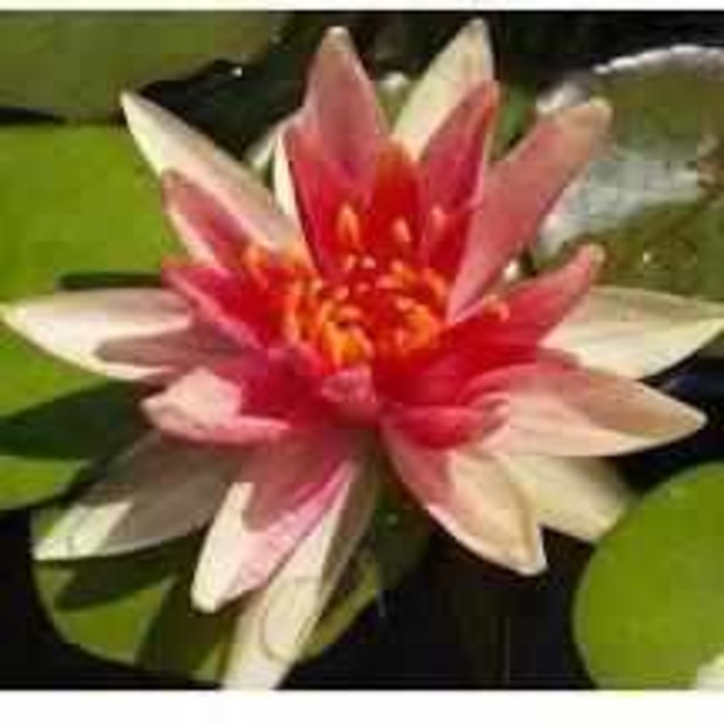Nymphaea 'Charlie's Choice' Hardy Lily (Bare Root)