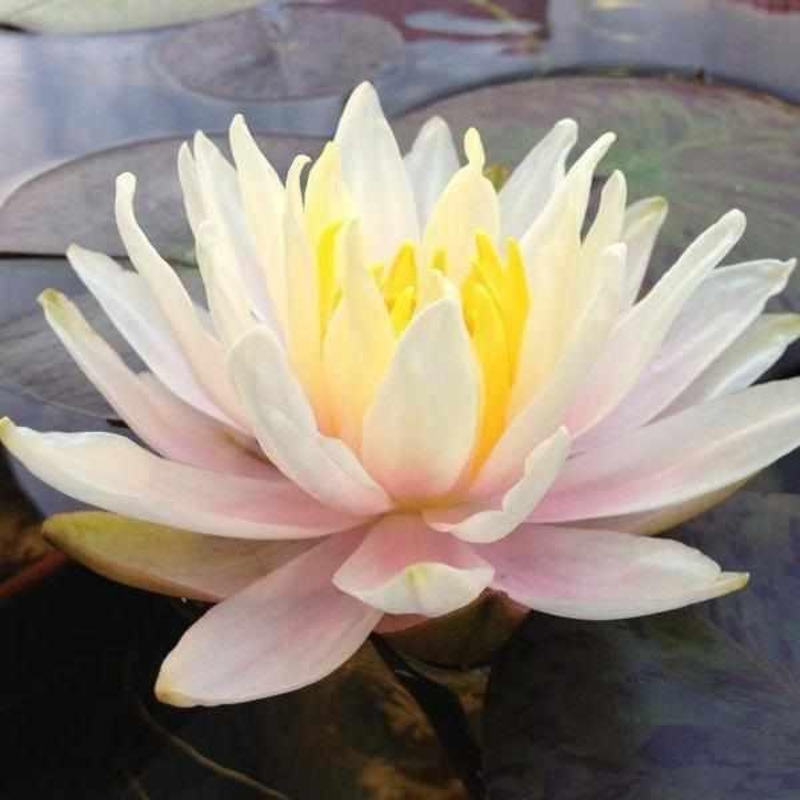 Nymphaea 'Citrus Twist' Pink Hardy Lily (Bare Root)