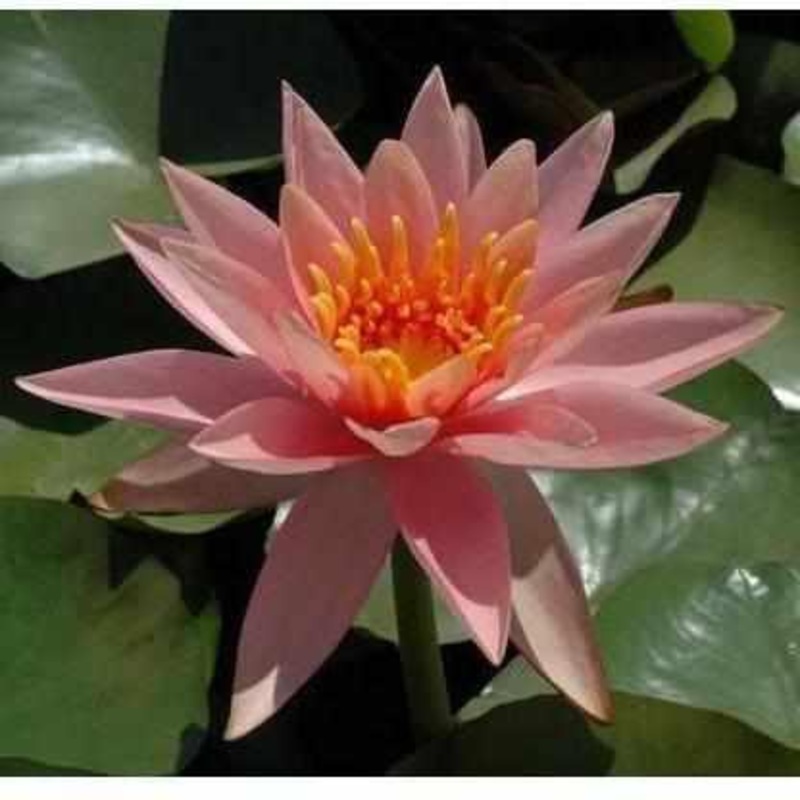Nymphaea 'Colorado' Salmon Hardy Waterlily (Bare Root)