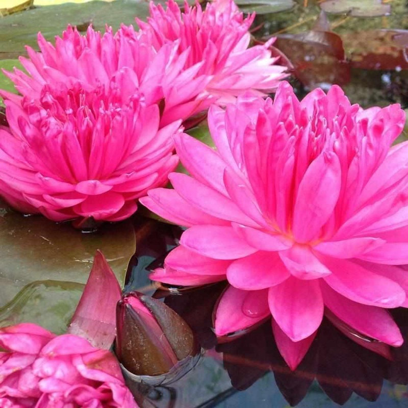 Nymphaea 'Fuchsia Pom Pom' Hardy Pink Lily (Bare Root)