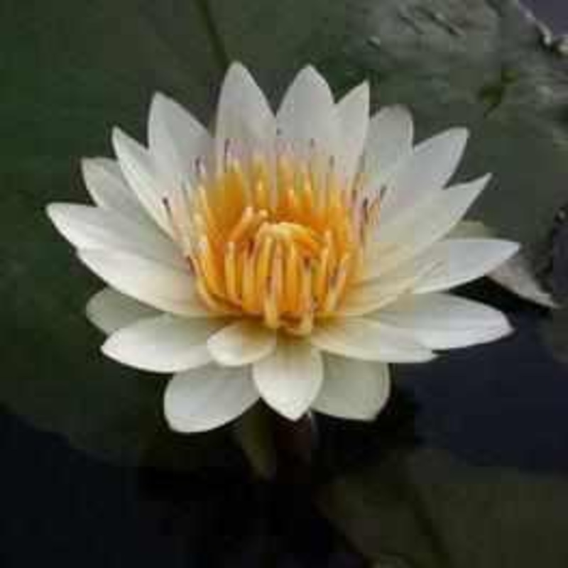 Nymphaea 'Josephine' - Compact White Tropical Waterlily (Bare Root)