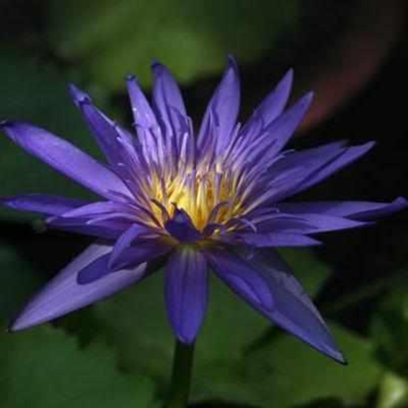 Nymphaea 'Midnight' Day Blooming Waterlily (Bare Root)