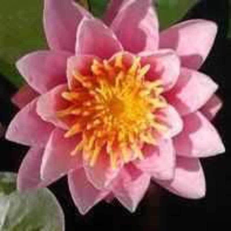 Nymphaea 'Pink Delight' Hardy Lily (Bare Root)
