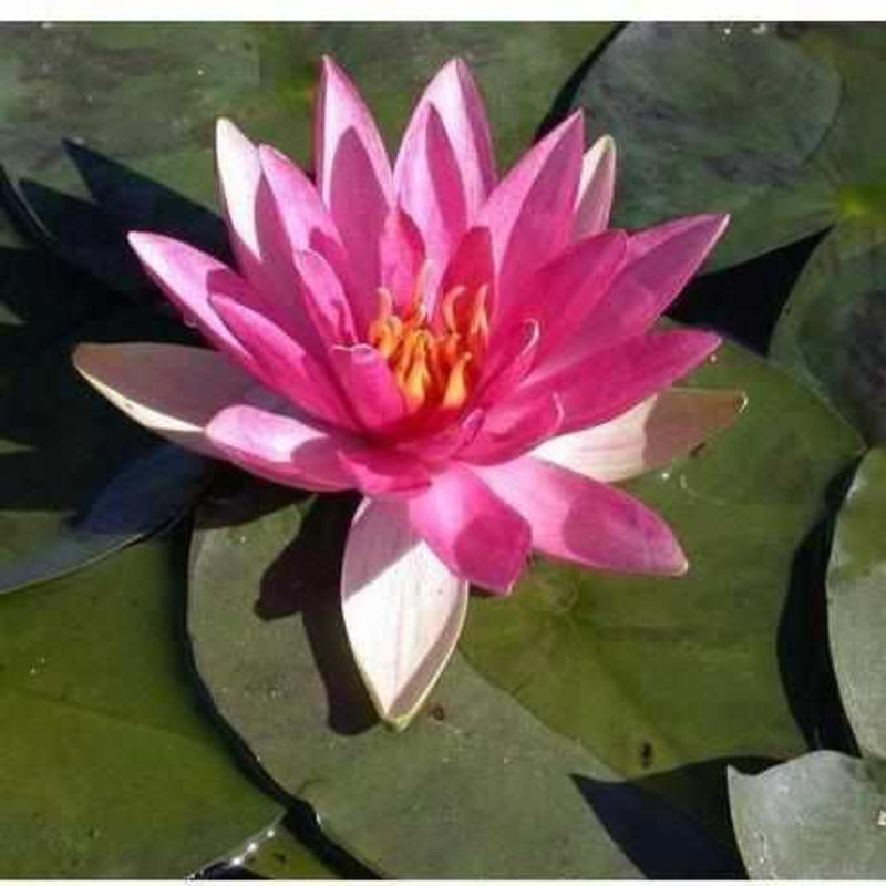 Nymphaea 'Pink Sparkle' Hardy Lily (Bare Root)