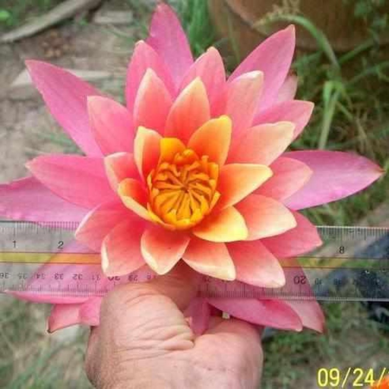 Nymphaea 'Sunfire' Pink-Yellow-Orange Hardy Lily (Bare Root)