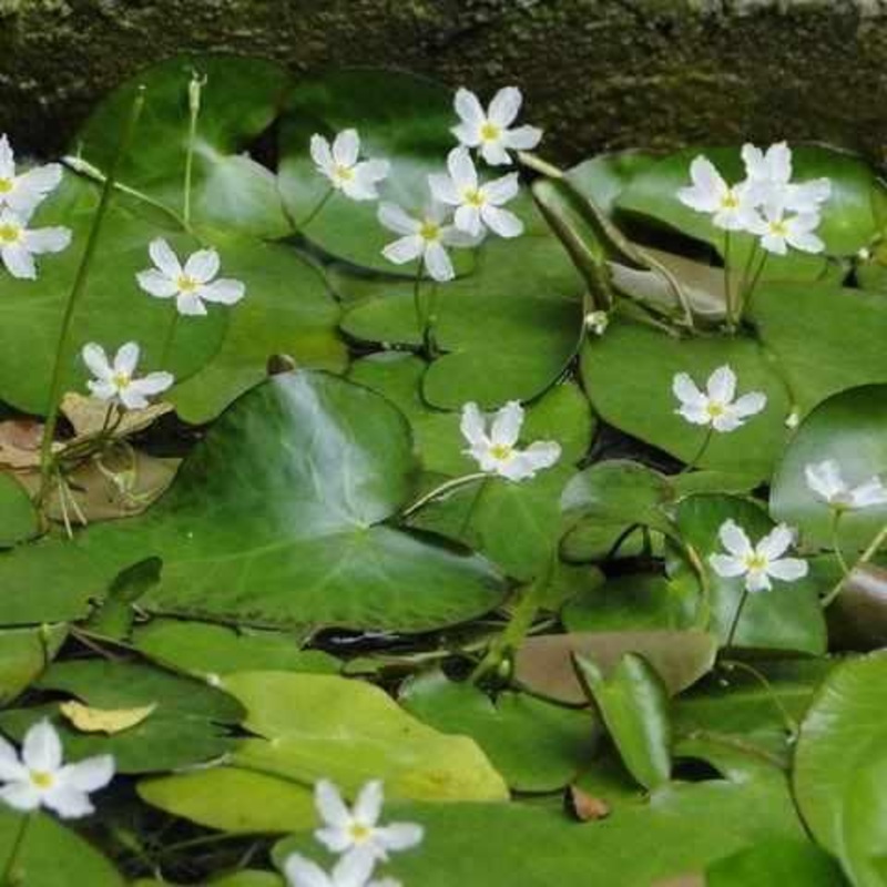 Nymphoides Indica 'Water Snowflake' Lily-like (Bare Root)