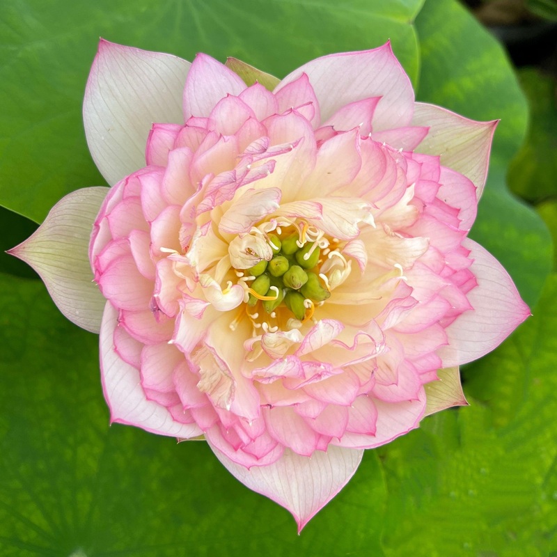 Painted Clouds Lotus (Bare Root)