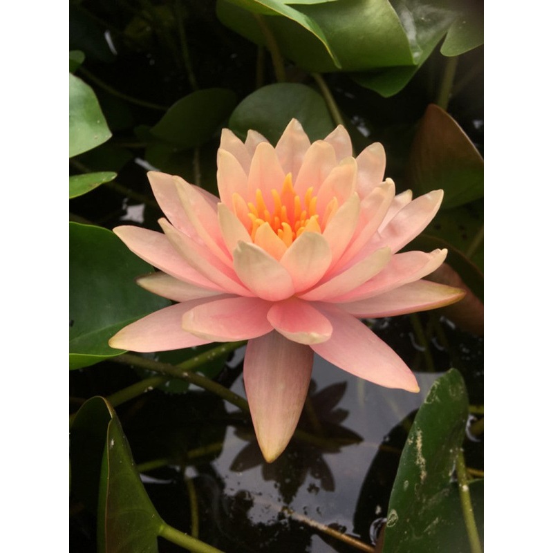 Patio Joe - Hardy Lily (Bare Root)