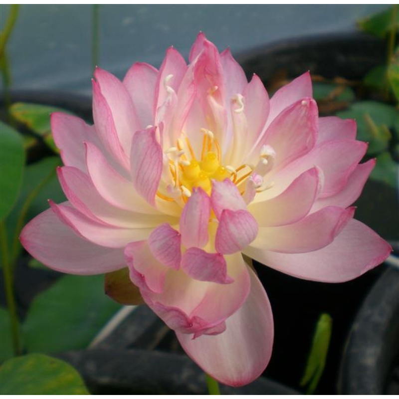 Peach with Raindrops Lotus (Bare Root)