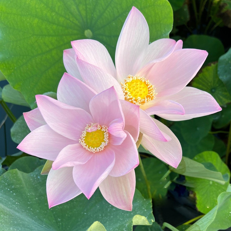 Phantom of Yaochi Lotus (Bare Root)