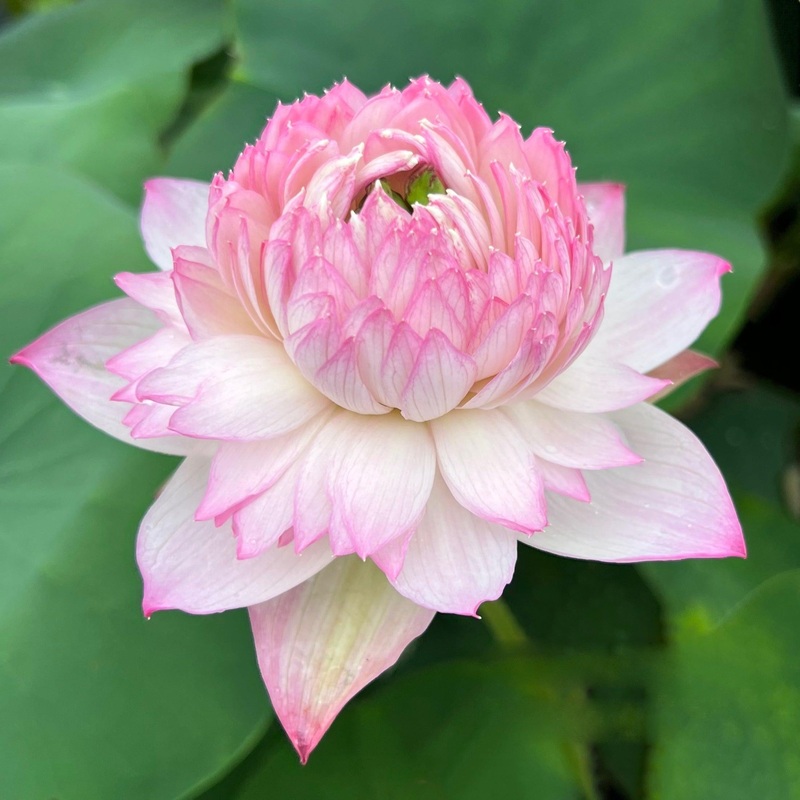 Phoenix Feather 13 - Crazy Good Bloomer Lotus (Bare Root)