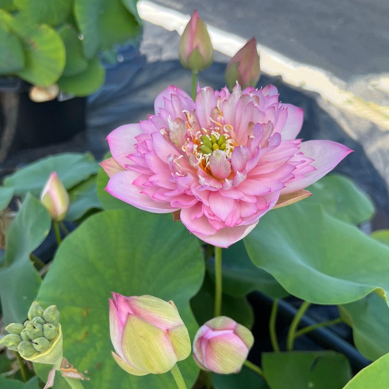 Piano Boy Mini Lotus Lotus (Bare Root)