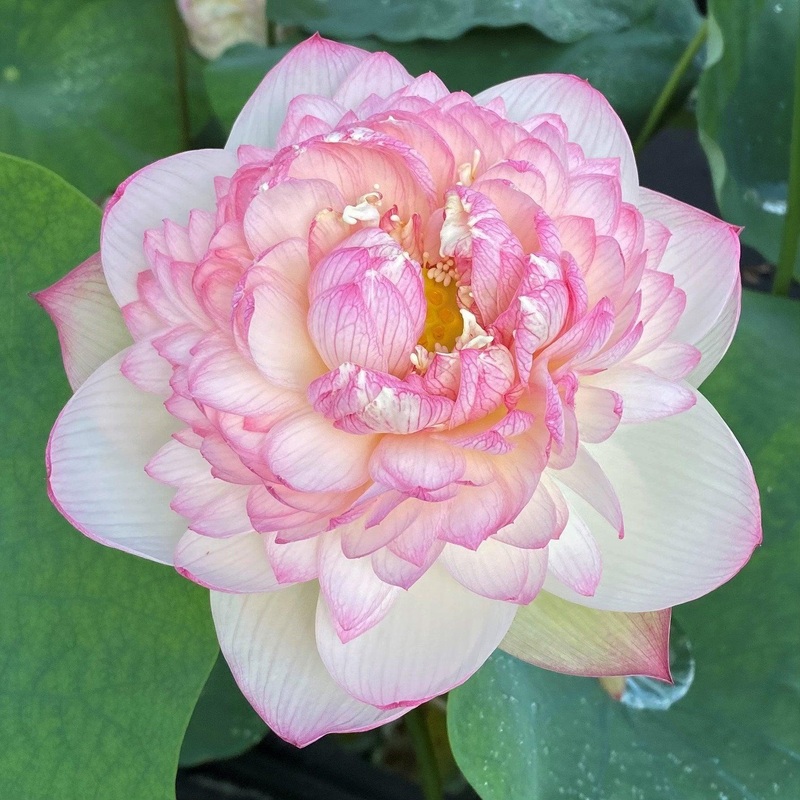 Pink Diamond - Bling, Bling Lotus (Bare Root)