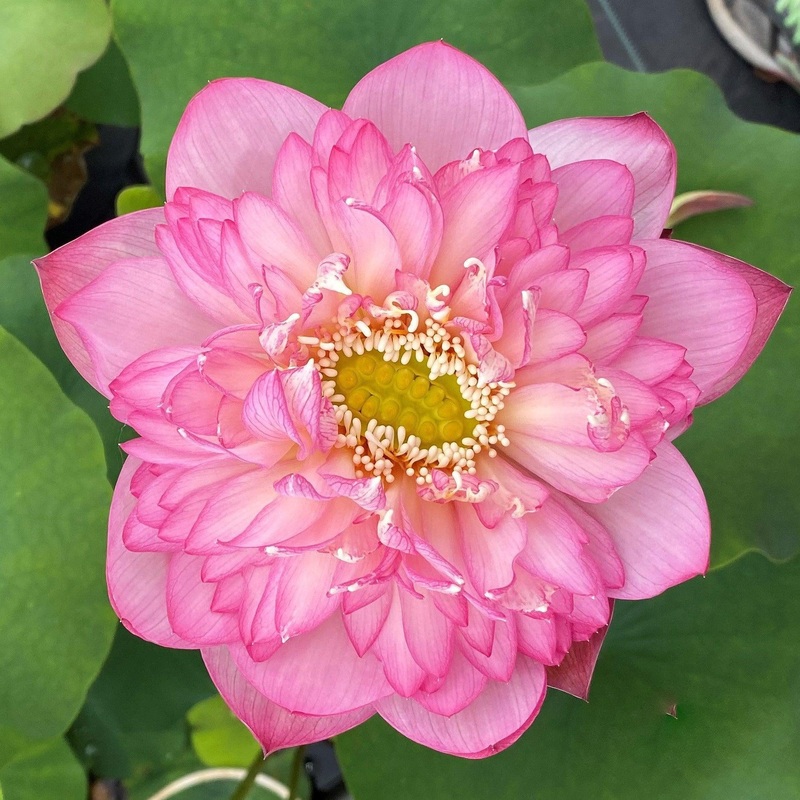 Pink Lady - Loaded with Flowers Lotus (Bare Root)
