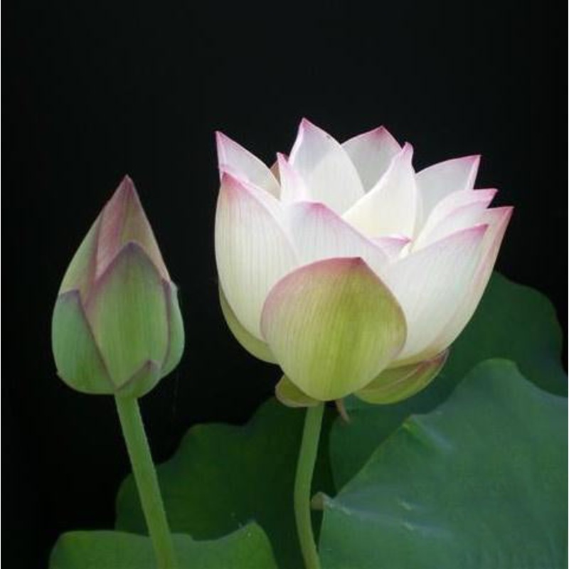 Pink Lips Lotus (Bare Root)