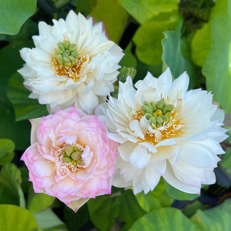 Pink Peony Lotus (Bare Root)